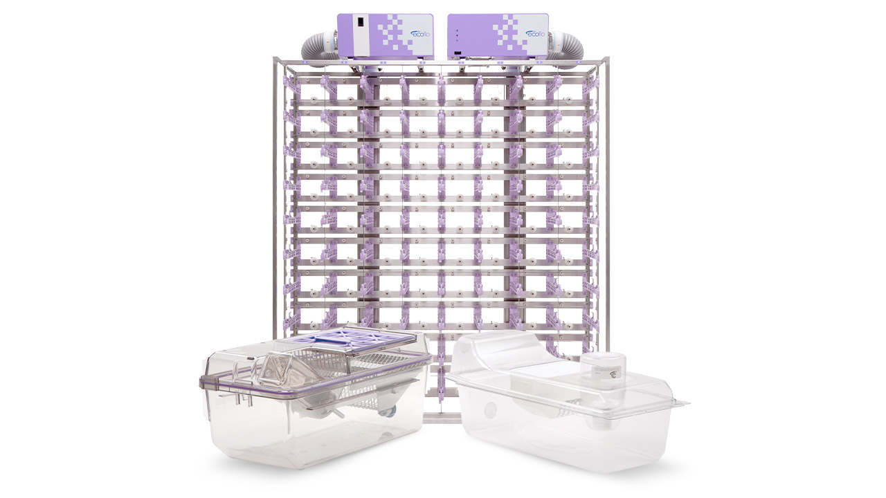 Two Cages One Rack Rat